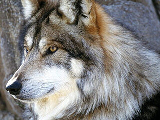 David_2103