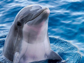 DDDelfino